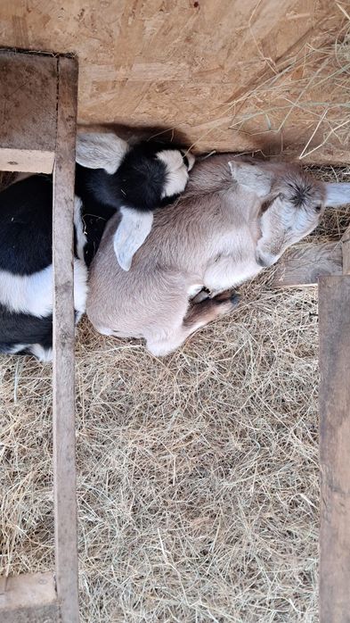 Iezi  capre la a doua și a treia fătare cu câte 2 iezi.