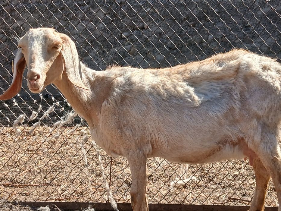 Ағылшын-нуб ешкі