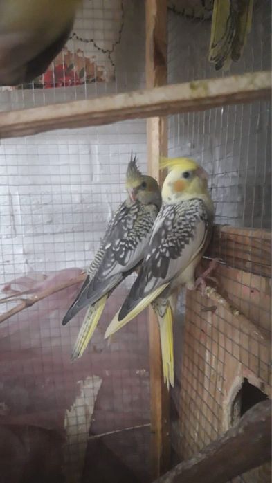 Продажа Корелл!!