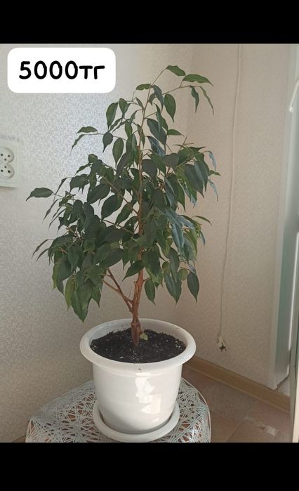 Продам домашние цветы