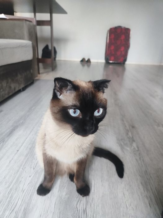 Отдам сиамского вислоухого котика