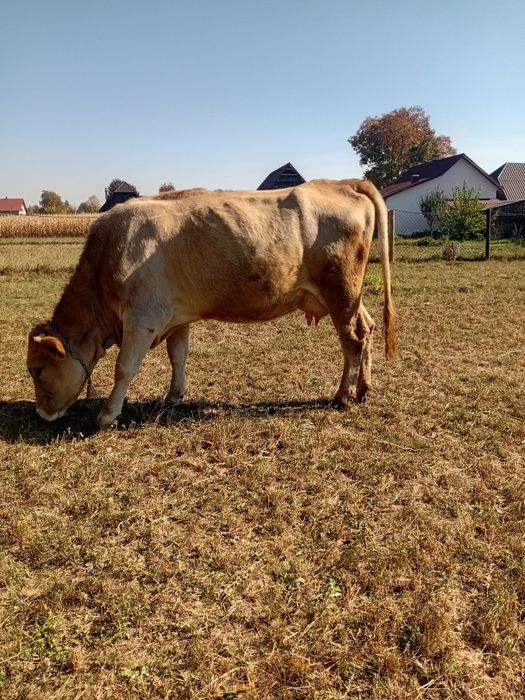 Vaca prima fatare.