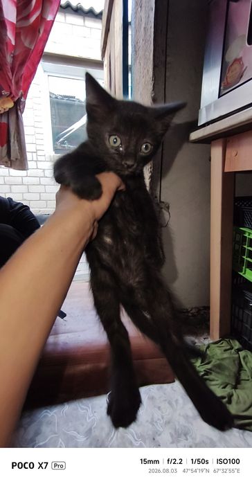 Котёнок мальчик серый белый