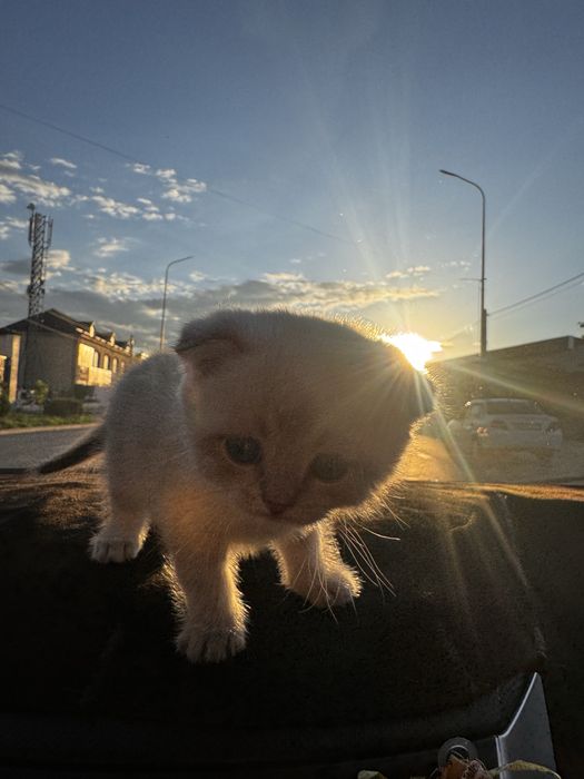 Шотланская кошка