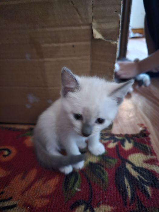 Отдам котят в добрые руки