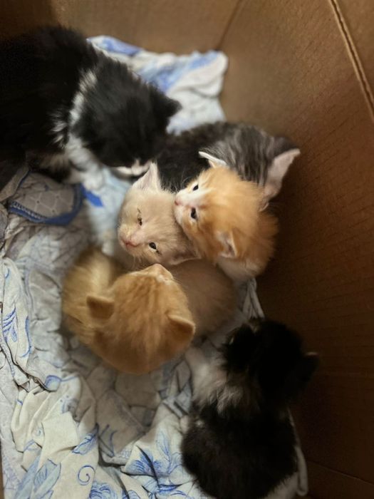 Котята красавчики