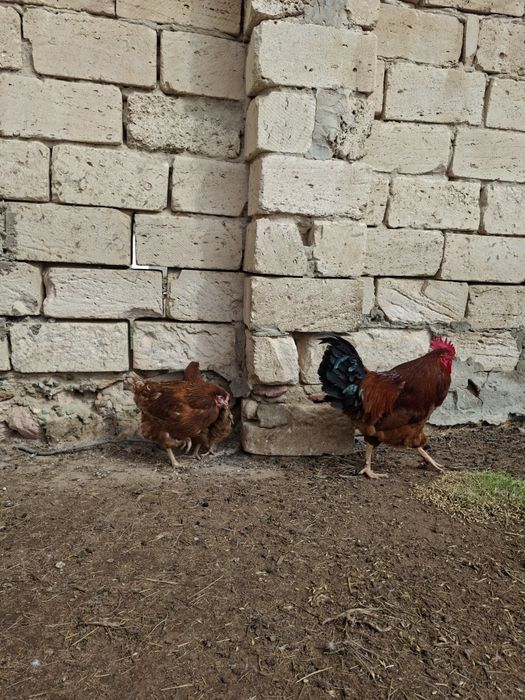 Тауықтар сатылады