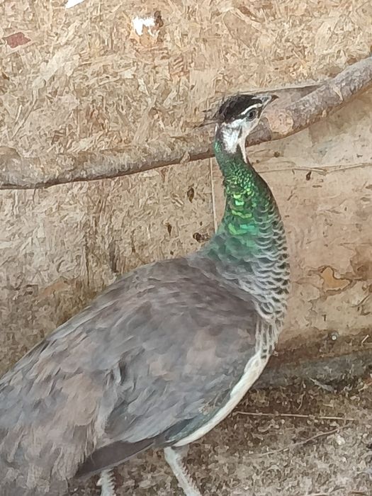 Продам пару павлинов