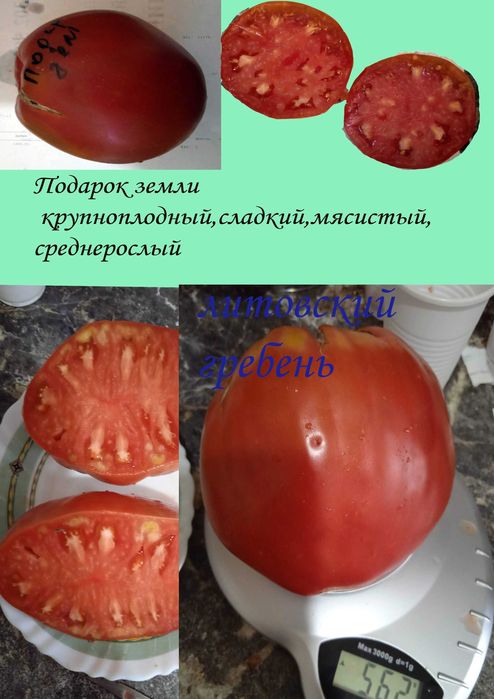 продам емена томатов и перцев