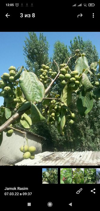 Karlik yanxok chantler