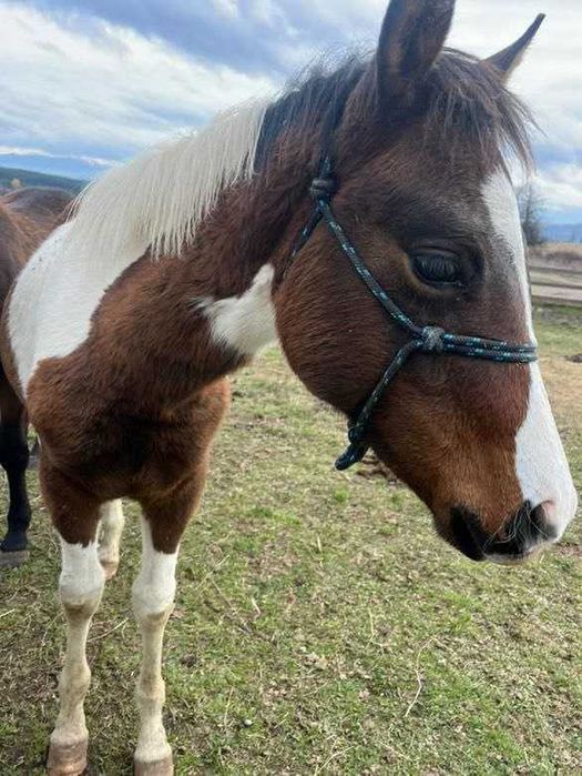 Продавам бебета кончета