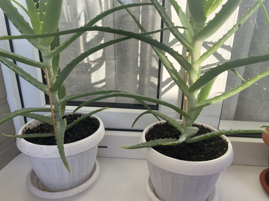 Алоэ лечебное  столетник