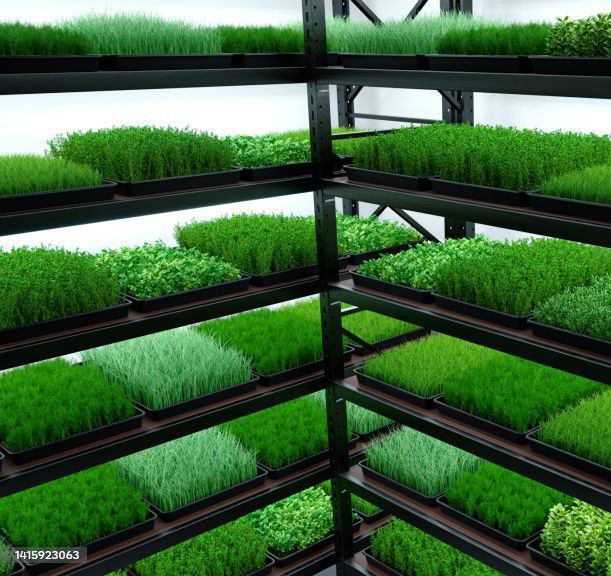 Микрозелень-Мини установка