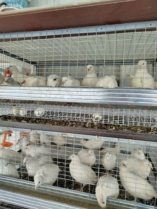 Bedana jo‘jalariga zakaz olamiz