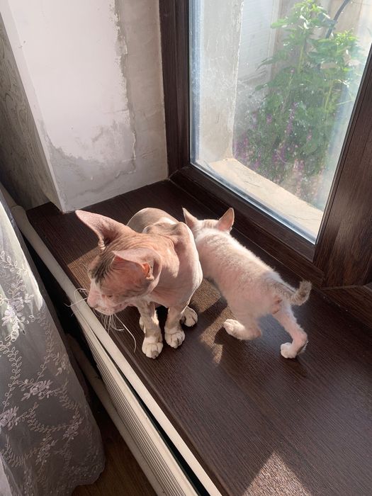 Отдам котят в хорошие руки