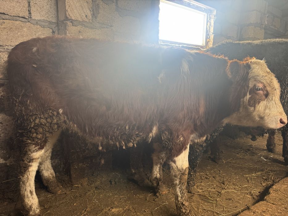 Продаются Бычки 6 голов