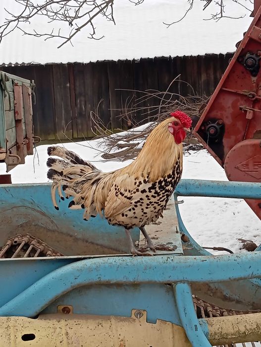 Pereche de găini hamburg