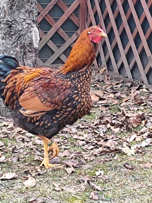 Vând cocos Wiandotte GSG