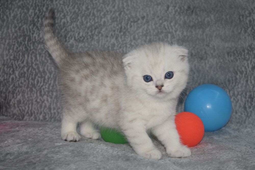 Продаётся котёнок шиншилы серебряной