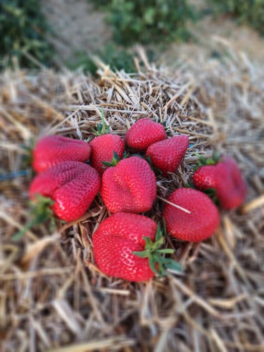 Stoloni capsuni Albion și soiuri unifere