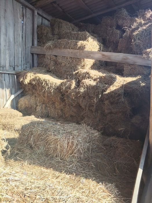 Vând baloti lucernă.