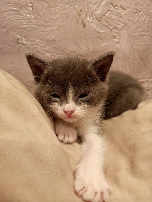 Кошка бесплатно.