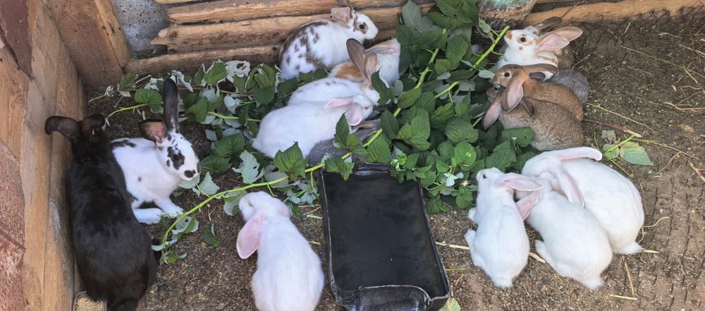 Продаются крольчата миксы