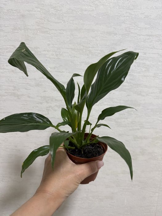 Продаются комнатные цветы