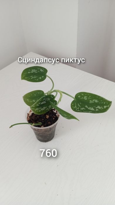 Үй гүлдері/Комнатные растения