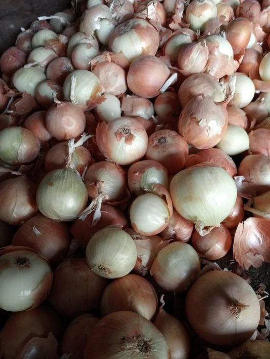 Лук сухой  доставка