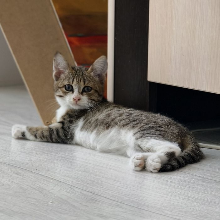 Котенок в добрые руки