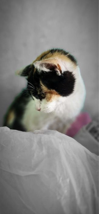 В добрые руки