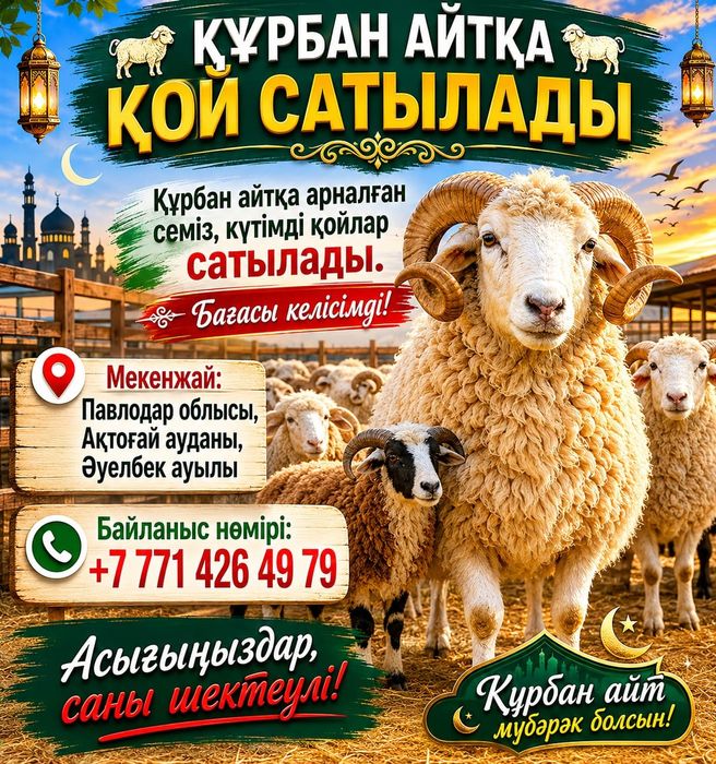 Курбандыккы койлар сатылады