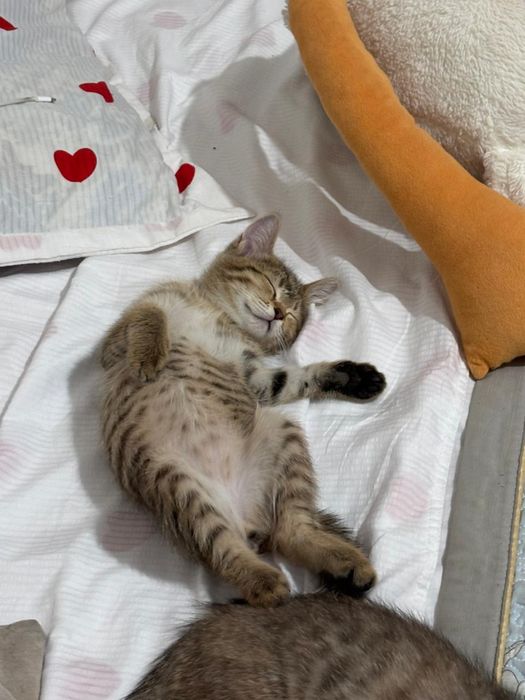 Отдадим кошек девочек в хорошие рукиии!