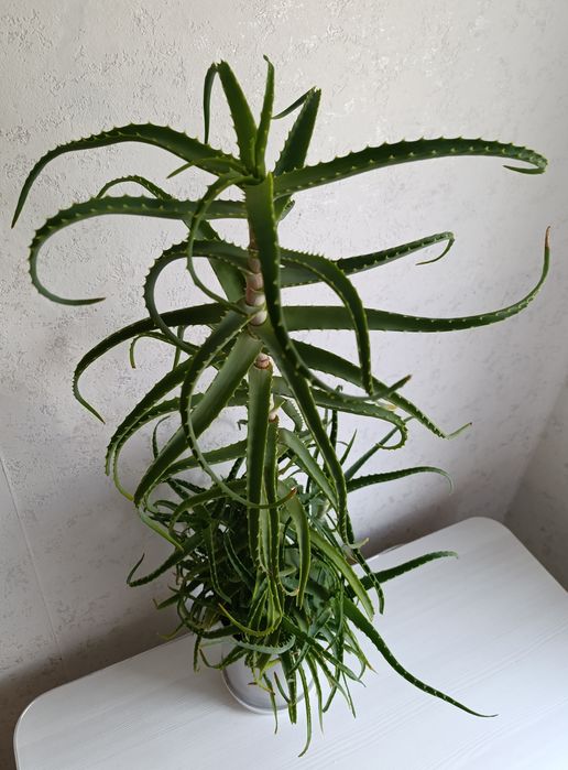 Алоэ лечебный.     .