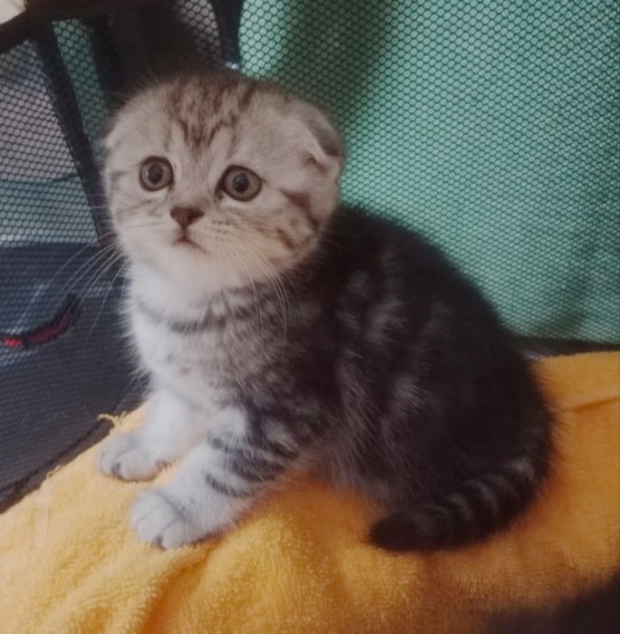 висЛоуХие ПлЮшевыЕ коТята