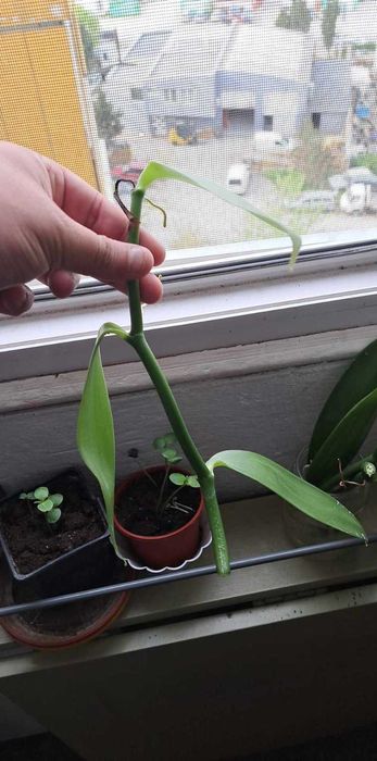 Ванилия-орхидея резенчета на по 10-15 см.