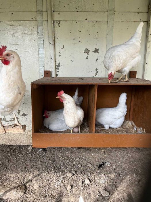 Uy tovuqlarini tuxumi bor