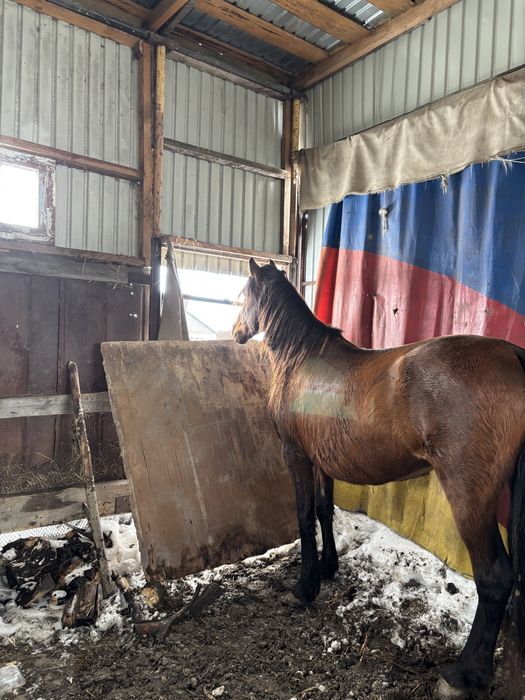 Жеребая лошадь хорошая