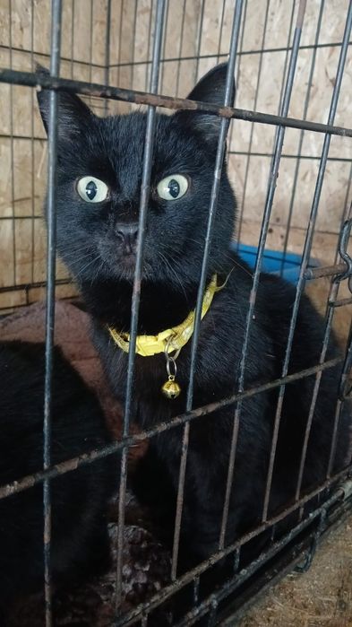 Котики и кошечки ищут дом