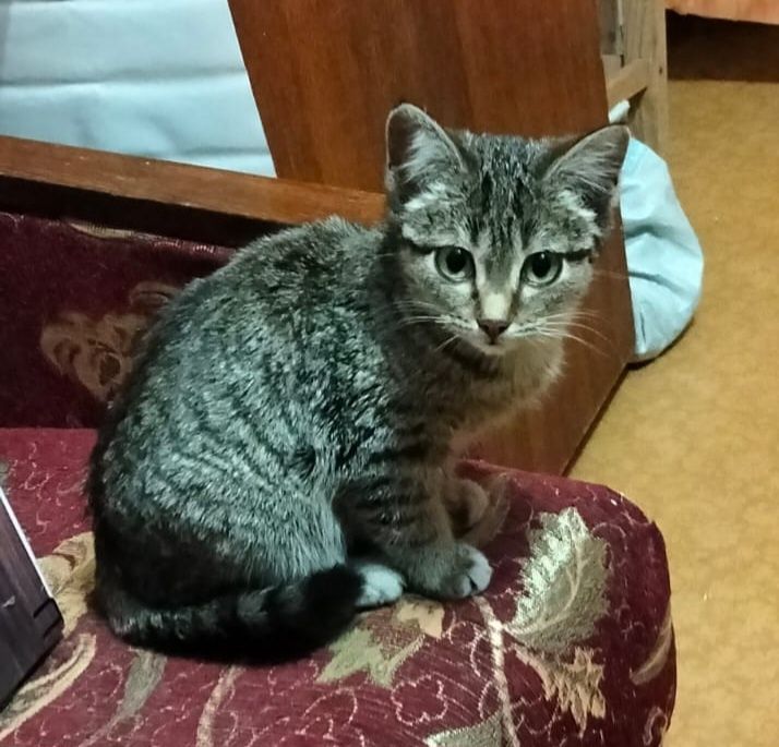 Отдам бесплатно котёнка