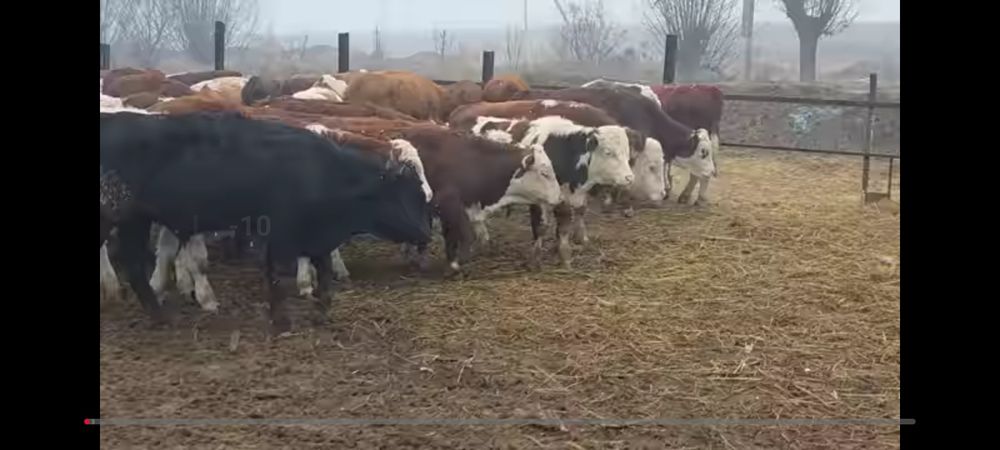 Зотдор кора моллар