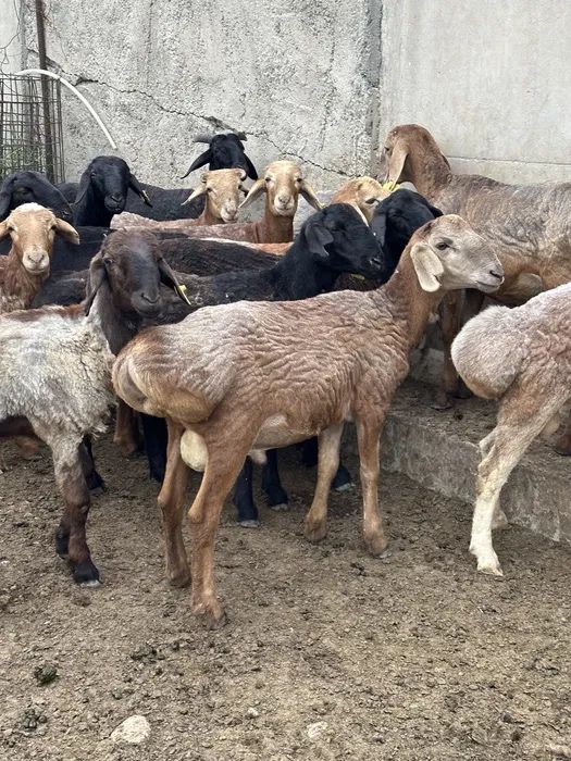 Продам кошкаров племменных