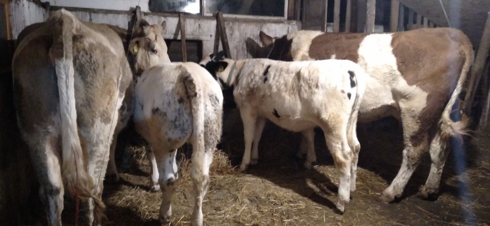 Vaci și Vițele de Vînzare