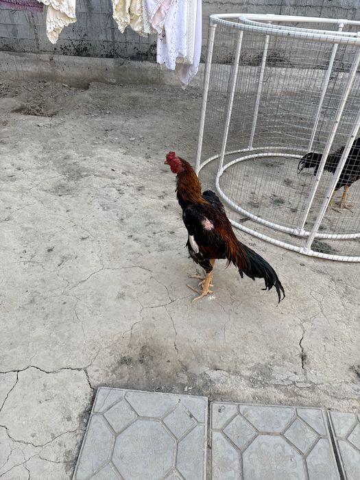 Сотилади корея шамо