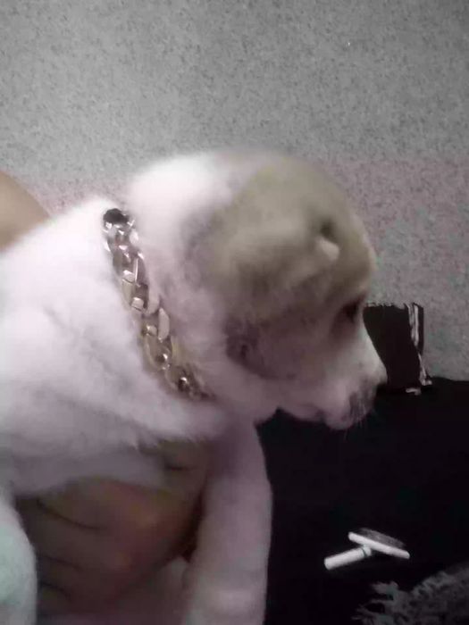 Продаю собачку 2 месяца Туркменский алабайчик чистакровный