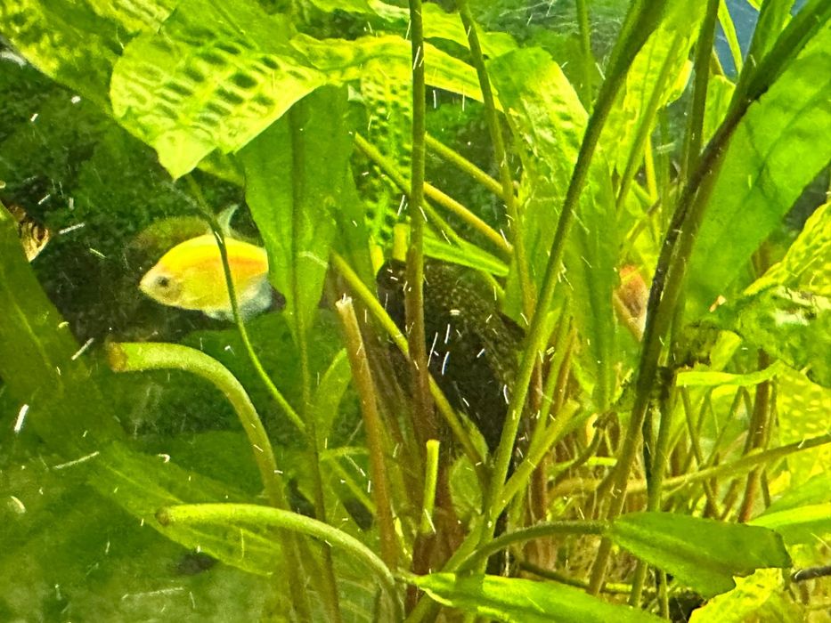 Продам аквариум с рыбками!!!