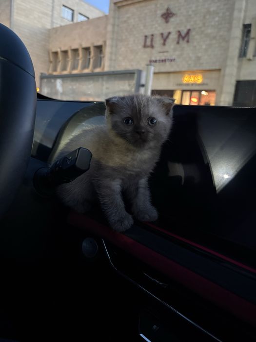 Продам котенка (шотландская)