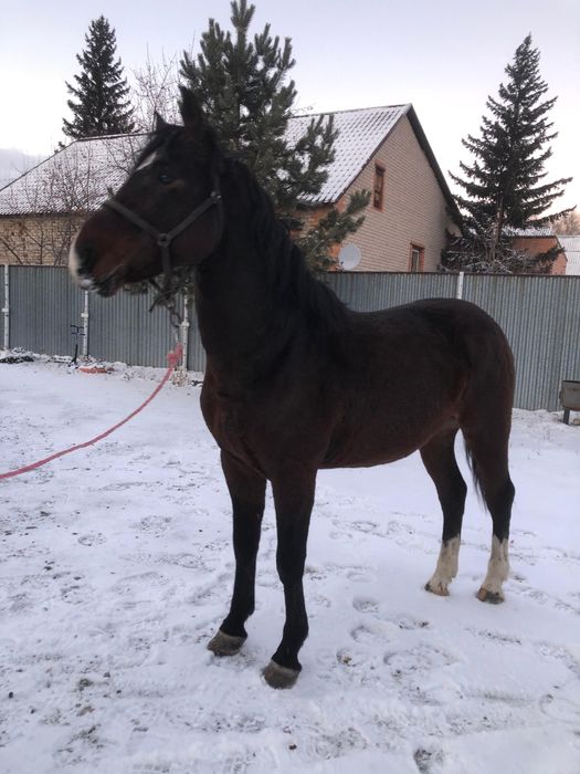 Продам айгыр( жеребец)