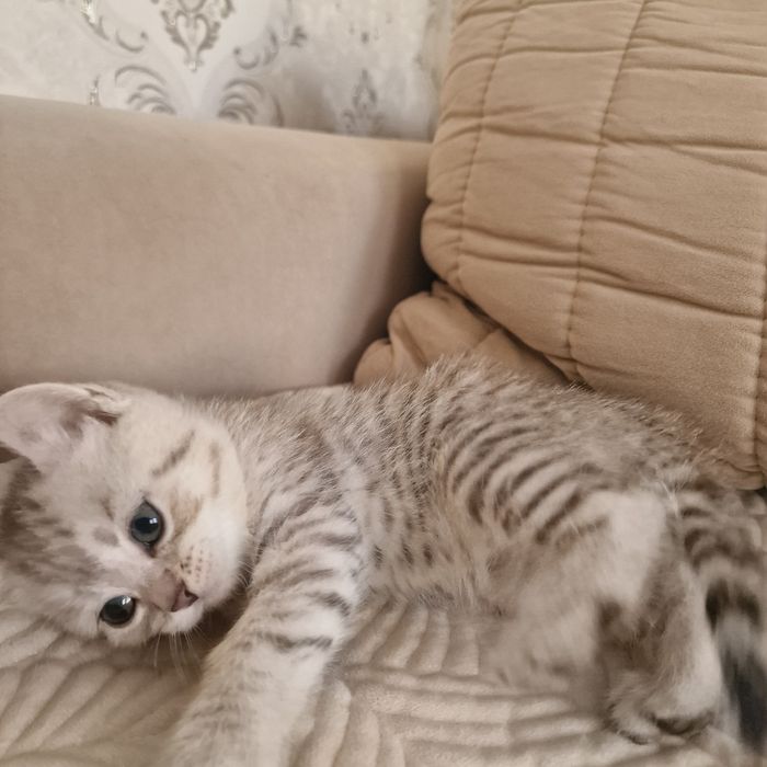 Котята котята котята